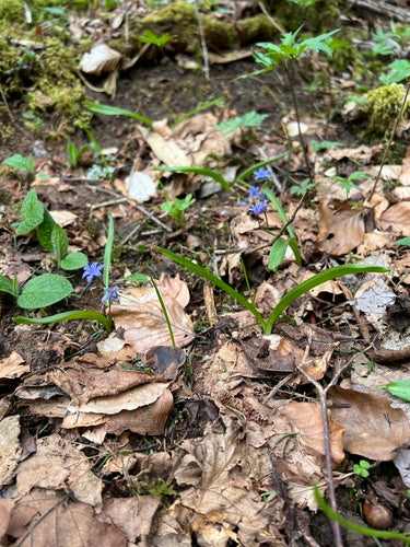 Bluestar — Bild 3