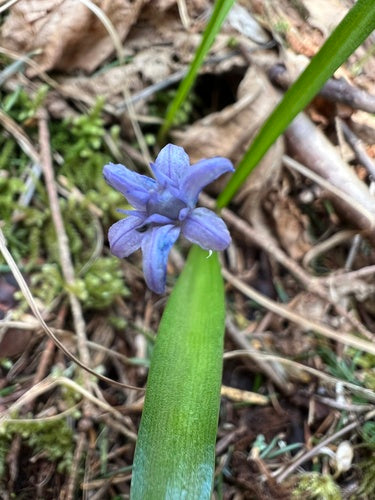 Bluestar — Bild 2