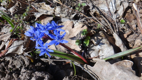 Bluestar — Bild 1