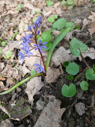 Bluestar — foto 5 di 43