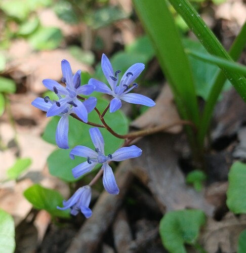 Bluestar — foto 3 di 43