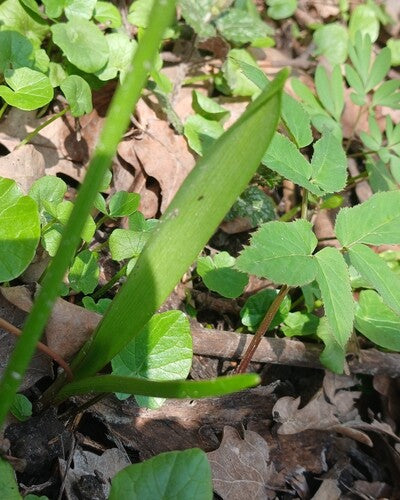 Bluestar — foto 2 di 43