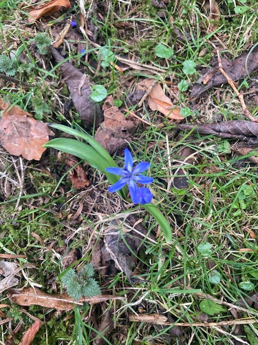 Bluestar — Bild 4