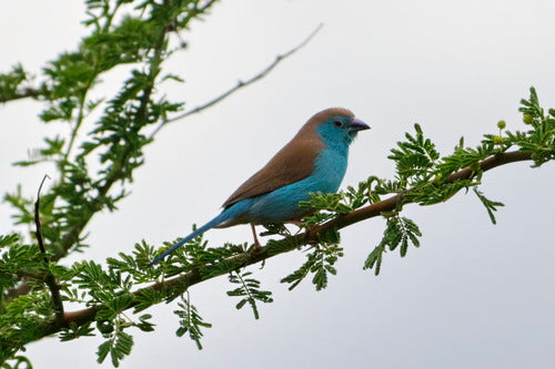 Fringuello farfalla dalle guance blu — foto 2 di 9
