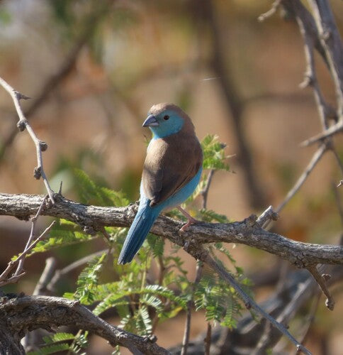Fringuello farfalla dalle guance blu — foto 3 di 9