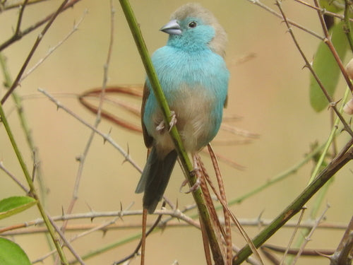 Fringuello farfalla dalle guance blu — foto 4 di 9