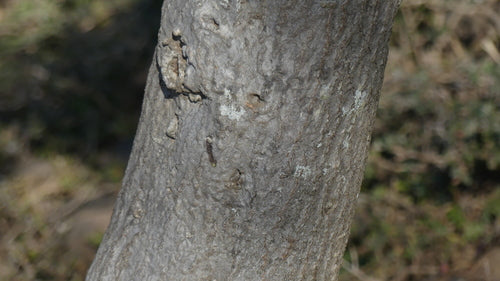 Albero delle matite — Bild 4