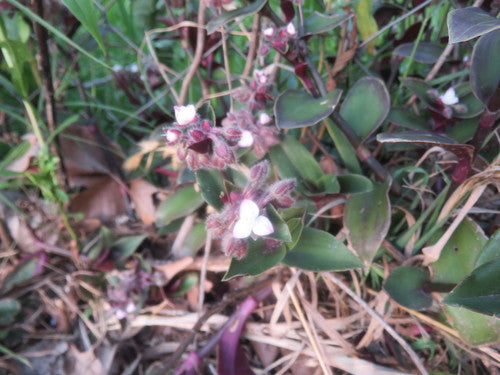 Il fiore a tre maestri di Blossfeld — Bild 2
