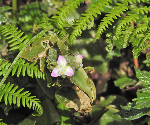 Il fiore a tre maestri di Blossfeld — Bild 1