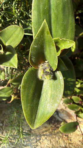 Il fiore a tre maestri di Blossfeld — foto 3 di 6
