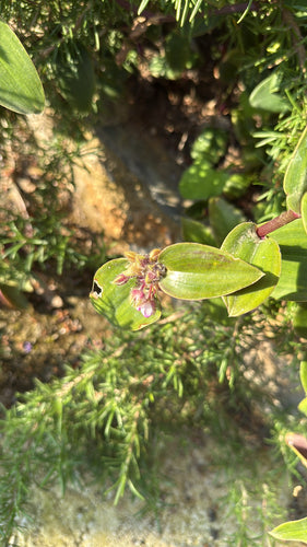 Il fiore a tre maestri di Blossfeld — foto 2 di 6