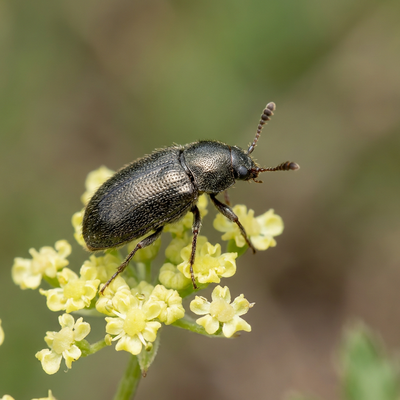scarabeo dei fiori
