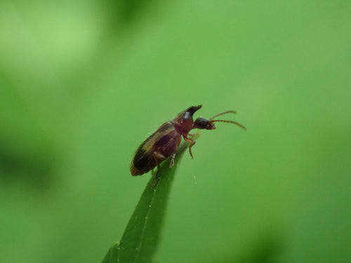 Scarabeo della falena dei fiori — Bild 5