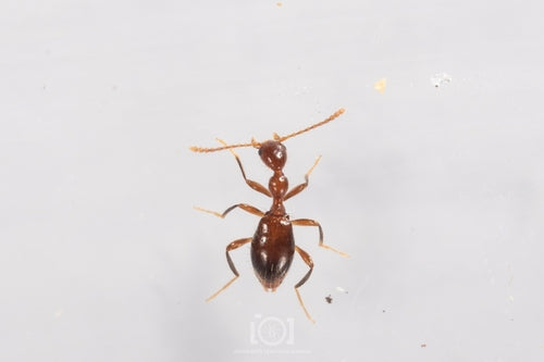 Scarabeo della falena dei fiori — Bild 3