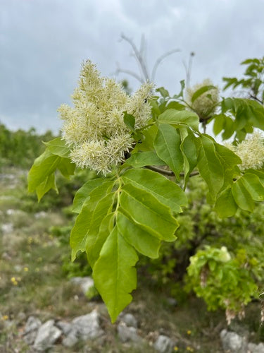 Cenere di fiori — Bild 2