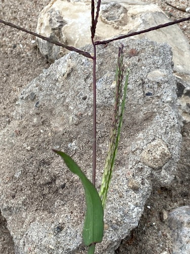Miglio sanguigno — Bild 2