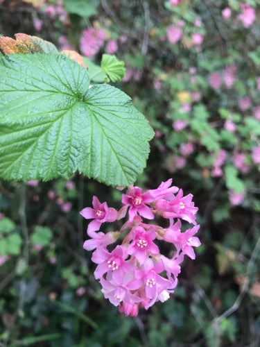 Ribes sanguigno — Bild 3