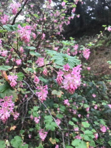 Ribes sanguigno — Bild 4