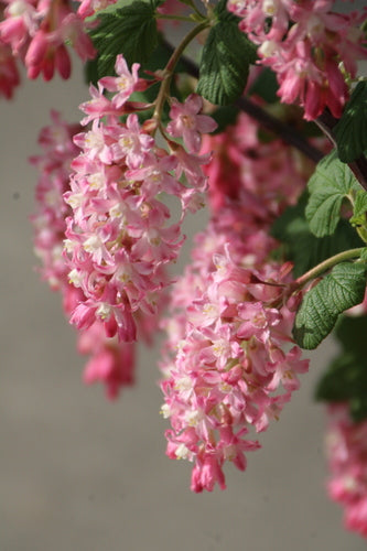 Ribes sanguigno — Bild 5