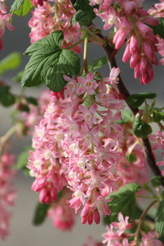 Ribes sanguigno — Bild 4