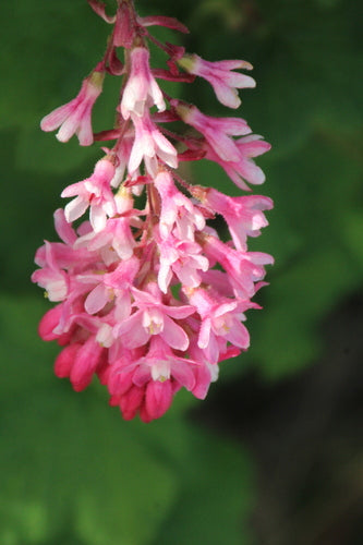 Ribes sanguigno — foto 4 di 11
