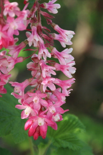 Ribes sanguigno — foto 5 di 11