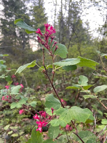 Ribes sanguigno — Bild 5