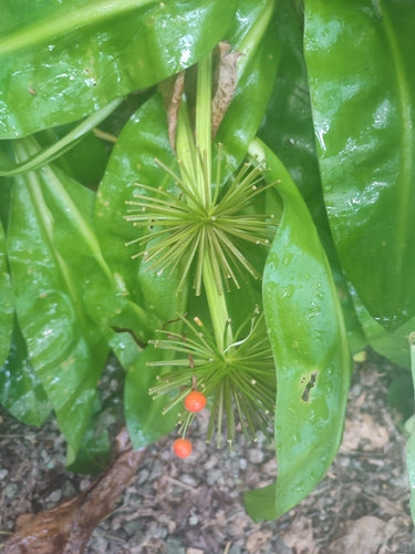 Fiore di sangue — Bild 1