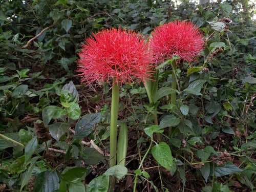 Fiore di sangue — foto 5 di 43