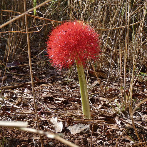 Fiore di sangue — Bild 5