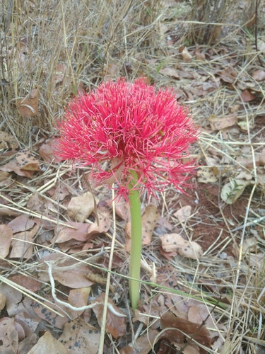 Fiore di sangue — Bild 3
