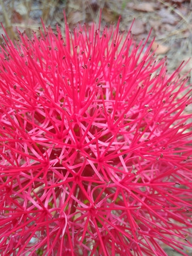 Fiore di sangue — Bild 2