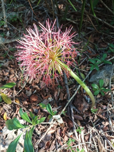 Fiore di sangue — foto 4 di 43