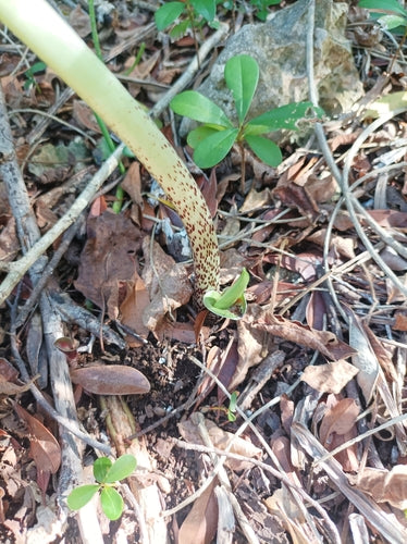 Fiore di sangue — foto 3 di 43