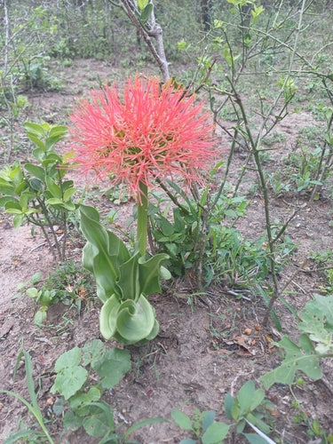 Fiore di sangue — Bild 4