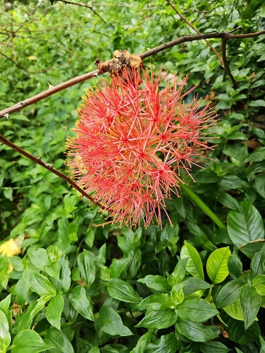 Fiore di sangue — foto 1 di 43
