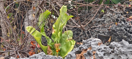 Fiore di sangue — foto 2 di 43
