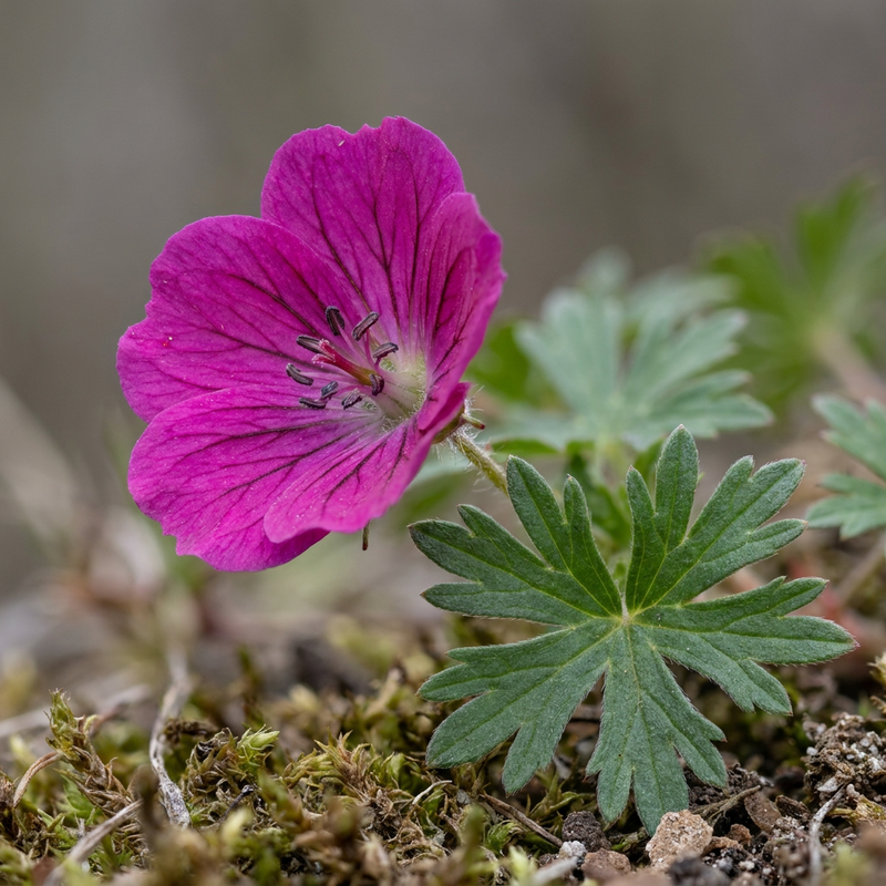 Cranesbill rosso sangue