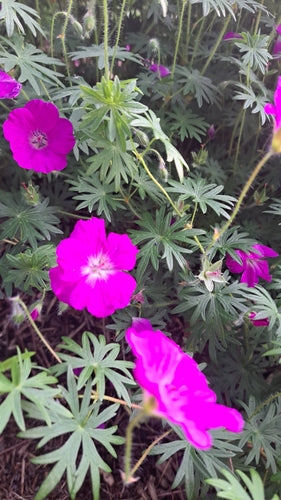 Cranesbill rosso sangue — Bild 4