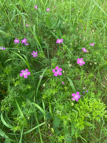 Cranesbill rosso sangue — Bild 2