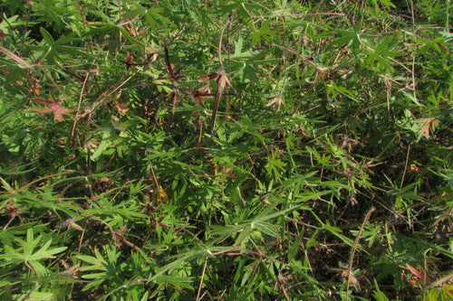 Cranesbill rosso sangue — Bild 5