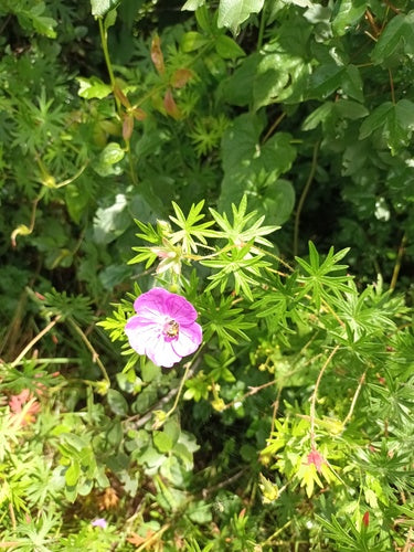 Cranesbill rosso sangue — Bild 3