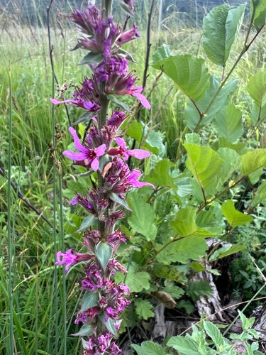 Salcerella — Bild 5