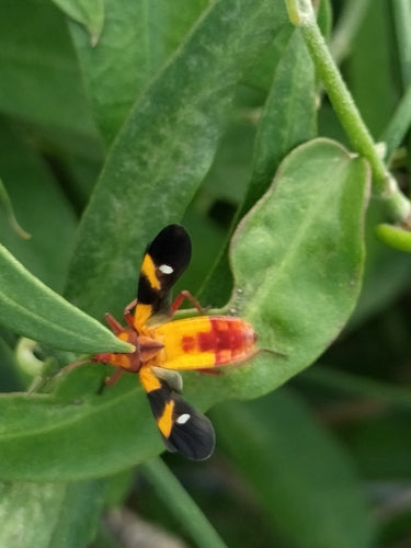 Cimici terrestri — Bild 4
