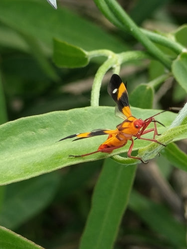 Cimici terrestri — Bild 3
