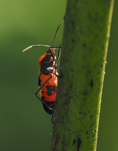 Cimici terrestri — Bild 5
