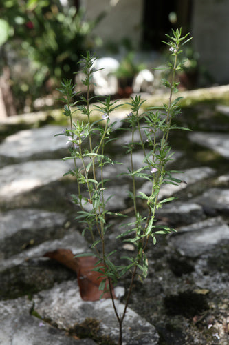Salato — Bild 2