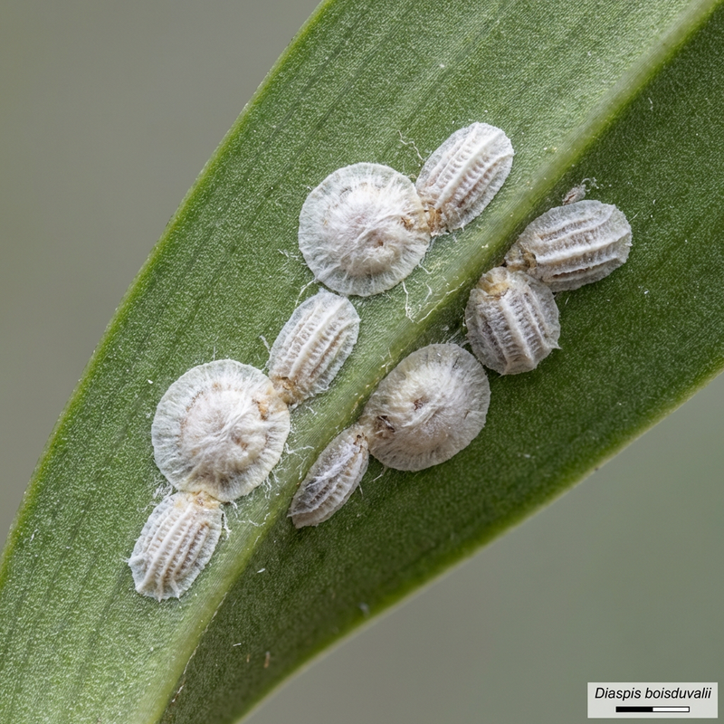 Cocciniglia Boisduval