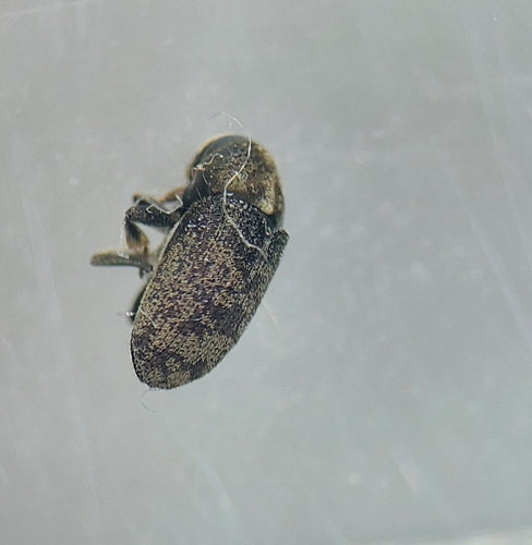 Scarabeo della corteccia Scolytina — Bild 1