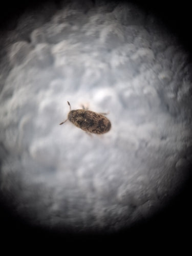 Scarabeo della corteccia Scolytina — Bild 5